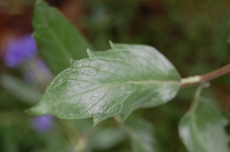 Caryopteris x clandonensis 'Heavenly Blue' Leaf (21/09/2013, Kew Gardens, London)