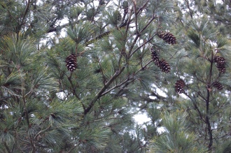 Pinus peuce Cones (09/02/2013, Kew Gardens, London)
