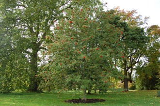 Sorbus commixta (21/10/2013, Kew Gardens, London)