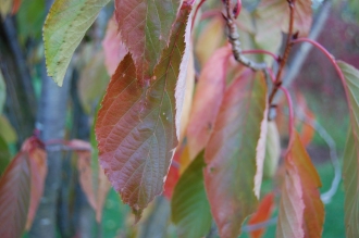 Prunus serrulata ’Amanogawa’ Autumn Leaf (03/11/2013, Kew Gardens, London)