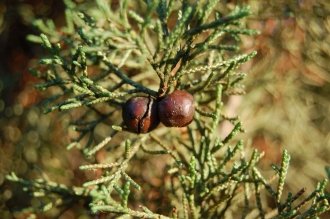 Juniperus phoenicea Fruit (30/01/2013, Kew Gardens, London)