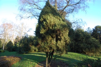 Juniperus phoenicea (30/01/2013, Kew Gardens, London)