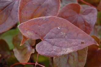 Epimedium x rubrum Leaf (02/02/2014, Kew Gardens, London)