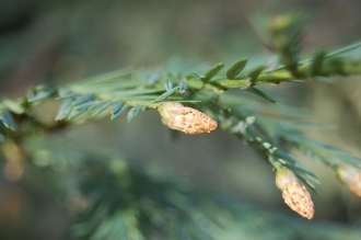 Sequoia sempervirens Male Pollen Cones (02/02/2014, Kew Gardens, London)