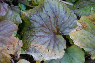 Pachyphragma macrophyllum Leaf (16/03/2014, Kew Gardens, London)