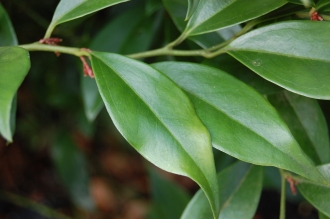 Sarcococca orientalis Leaf (02/02/2014, Kew Gardens, London)