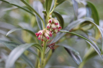 Sarcococca saligna Flower Buds (02/02/2014, Kew Gardens, London)