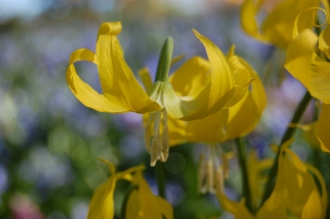 Erythronium grandiflorum Flower (16/03/2014, Kew Gardens, London)