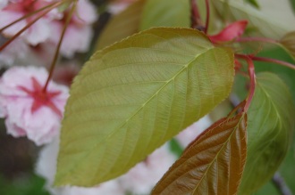 Prunus 'Shirofugen' Leaf (19/04/2014, Kew Gardens, London)
