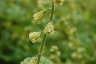 Tellima grandiflora Flower Detail (19/04/2014, Kew Gardens, London)