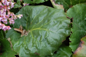 Bergenia ciliata Leaf (19/04/2014, Kew Gardens, London)