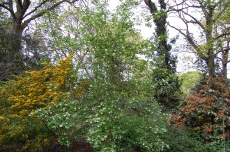 Staphylea colchica (19/04/2014, Kew Gardens, London)