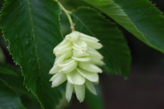 Ostrya virginiana Flower (07/06/2014, Kew Gardens, London)