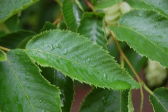 Ostrya virginiana Leaf (07/06/2014, Kew Gardens, London)