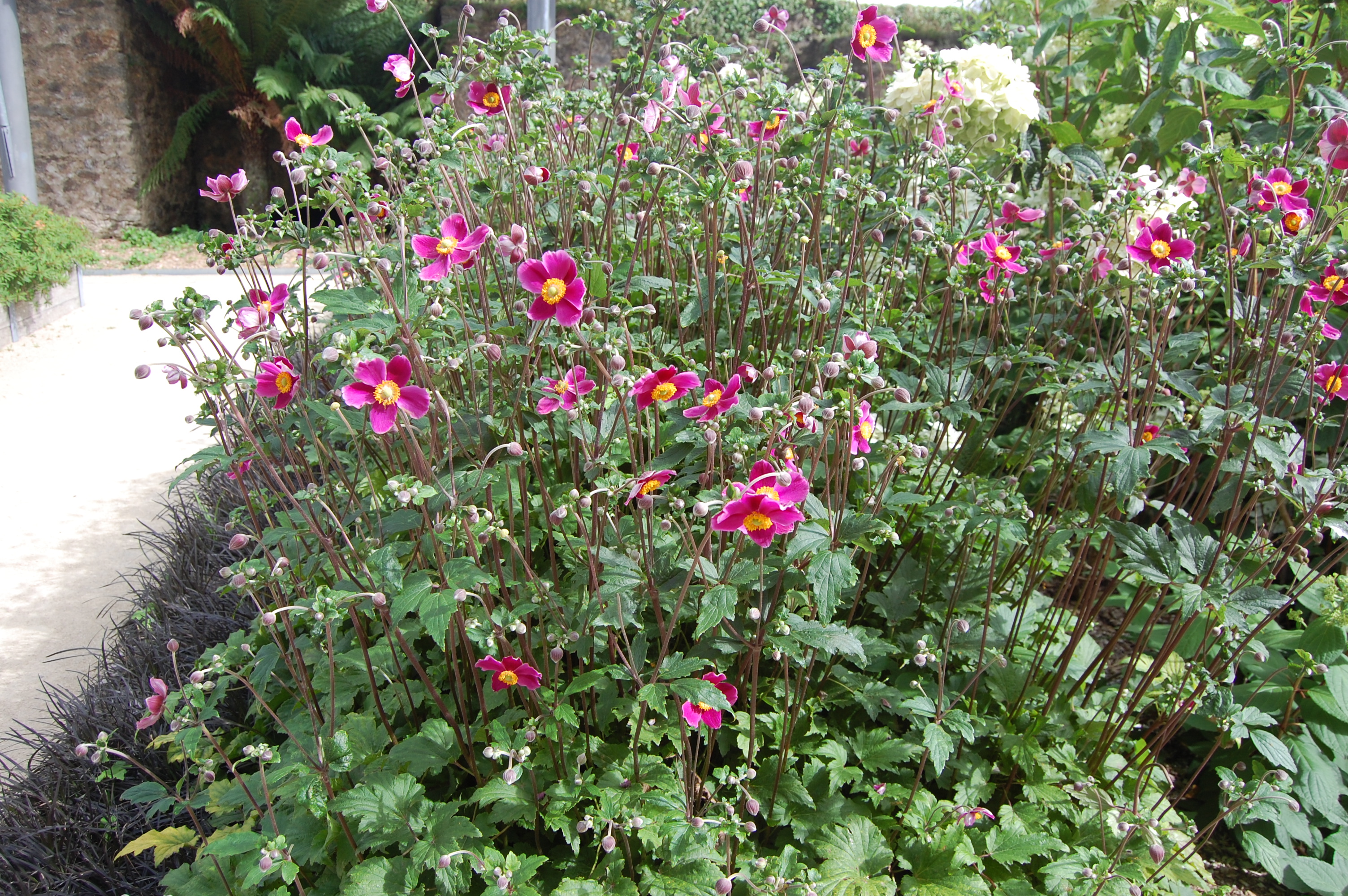 Anemone hupehensis 'Splendens' | landscape architect's pages