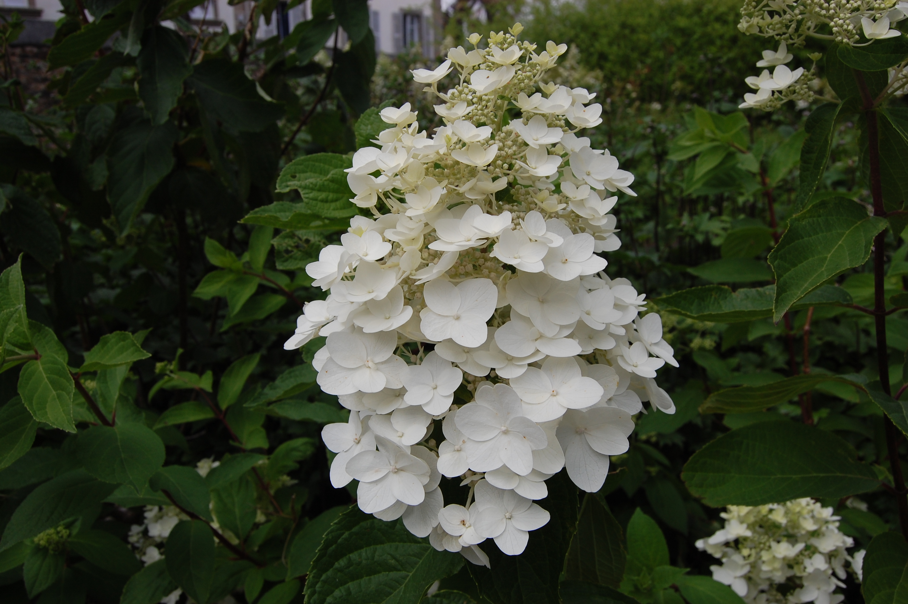 Hydrangea paniculata ‘Kyushu’ Flower 28/08/2014, Rue de la Pointe 