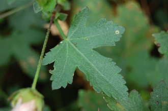 Malvastrum lateritium Leaf (28/07/2014, Rue de la Pointe Park, Brest, France)