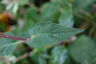 Monarda fistulosa Leaf (17/08/2014, Kew Gardens, London)