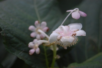 Deinanthe bifida Flower (17/08/2014, Kew Gardens, London)
