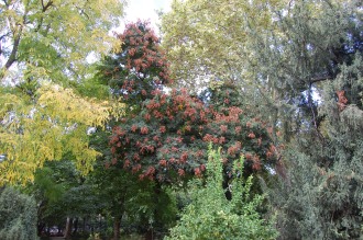 Koelreuteria paniculata (18/10/2014, Real Jardín Botánico de Madrid)